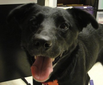This is Spirit. She is available from Lakeshore Paws at lakeshorepaws.org.